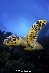 Little Cayman Turtle by Tom Meyer 